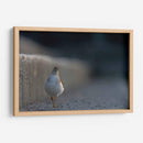 Alzacolita - Cuauhtli.foto | Cuadro decorativo de Canvas Lab