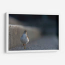 Alzacolita - Cuauhtli.foto | Cuadro decorativo de Canvas Lab