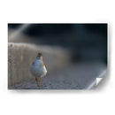 Alzacolita - Cuauhtli.foto | Cuadro decorativo de Canvas Lab