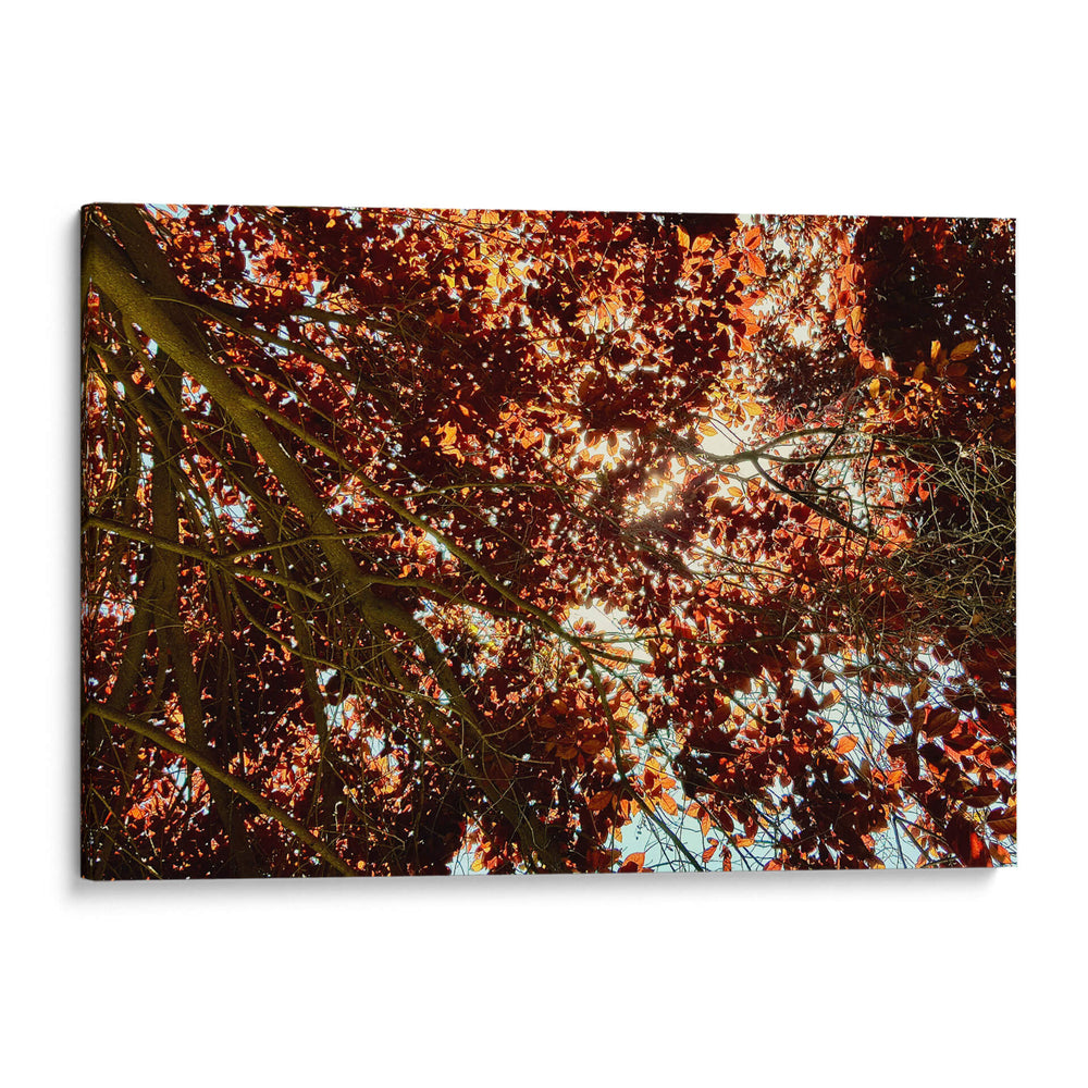 Sombras Radiantes - ECO | Cuadro decorativo de Canvas Lab