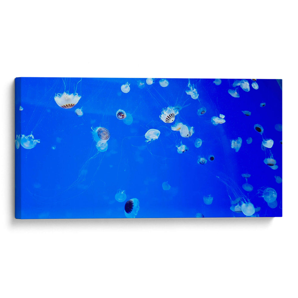 Serenata de Medusas - ECO | Cuadro decorativo de Canvas Lab