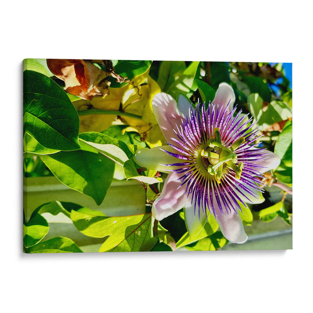Mandala de la Naturaleza - ECO | Cuadro decorativo de Canvas Lab