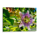 Mandala de la Naturaleza - ECO | Cuadro decorativo de Canvas Lab