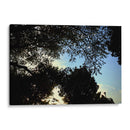 Contraluz Sereno - ECO | Cuadro decorativo de Canvas Lab