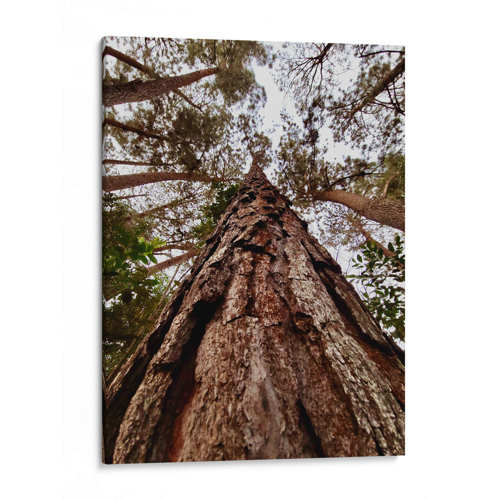 Coloso de Guarulhos - ECO | Cuadro decorativo de Canvas Lab