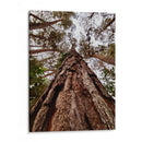 Coloso de Guarulhos - ECO | Cuadro decorativo de Canvas Lab