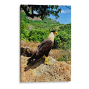 Vigilante del Valle - ECO | Cuadro decorativo de Canvas Lab