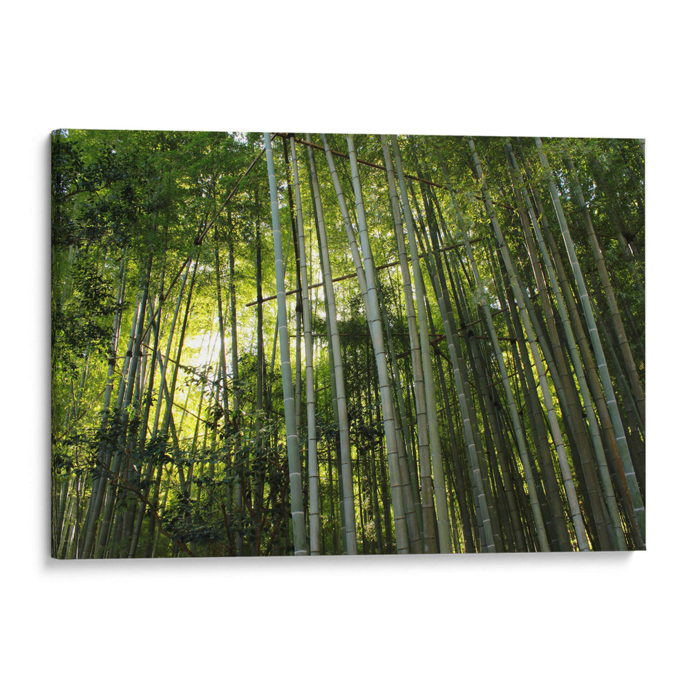 Sombras entre bambúes - ECO | Cuadro decorativo de Canvas Lab