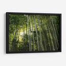 Sombras entre bambúes - ECO | Cuadro decorativo de Canvas Lab
