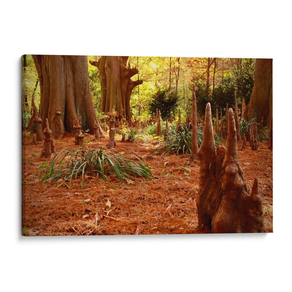 Raíces misteriosas - ECO | Cuadro decorativo de Canvas Lab