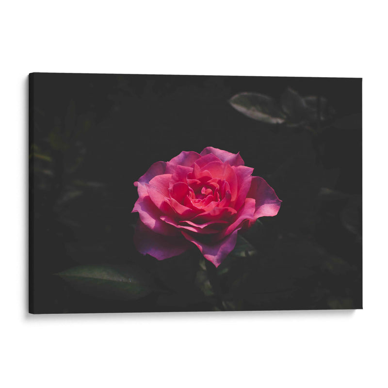 La Rosa - De la Rosa | Cuadro decorativo de Canvas Lab