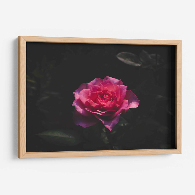 La Rosa - De la Rosa | Cuadro decorativo de Canvas Lab