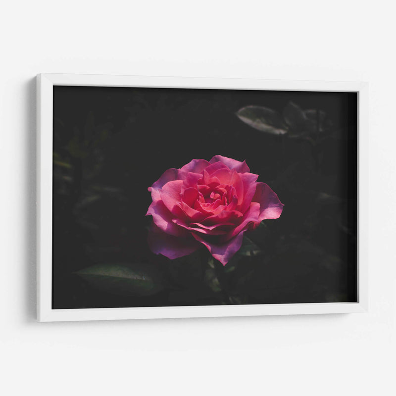 La Rosa - De la Rosa | Cuadro decorativo de Canvas Lab