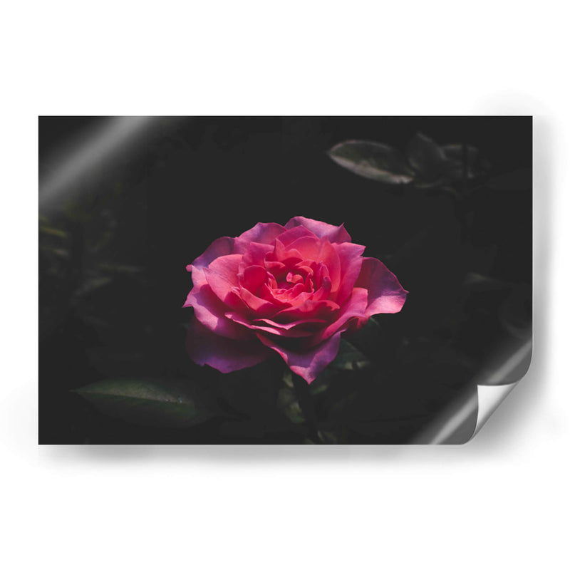 La Rosa - De la Rosa | Cuadro decorativo de Canvas Lab