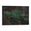 Suculenta - De la Rosa | Cuadro decorativo de Canvas Lab