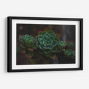 Suculenta - De la Rosa | Cuadro decorativo de Canvas Lab