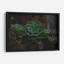 Suculenta - De la Rosa | Cuadro decorativo de Canvas Lab