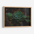 Suculenta - De la Rosa | Cuadro decorativo de Canvas Lab