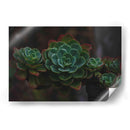 Suculenta - De la Rosa | Cuadro decorativo de Canvas Lab