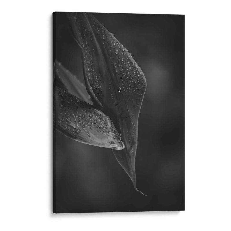 Gotas - De la Rosa | Cuadro decorativo de Canvas Lab