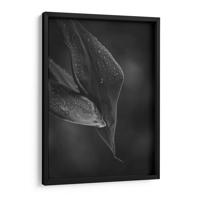 Gotas - De la Rosa | Cuadro decorativo de Canvas Lab