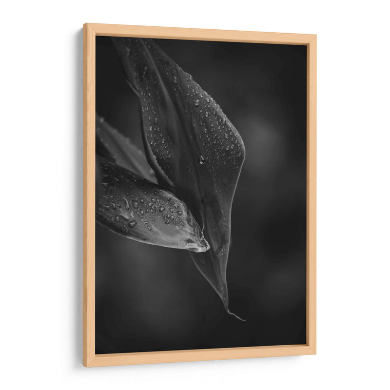 Gotas - De la Rosa | Cuadro decorativo de Canvas Lab