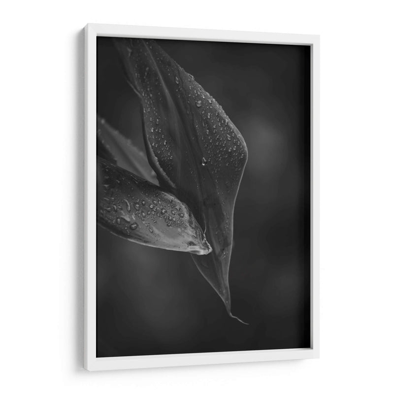 Gotas - De la Rosa | Cuadro decorativo de Canvas Lab