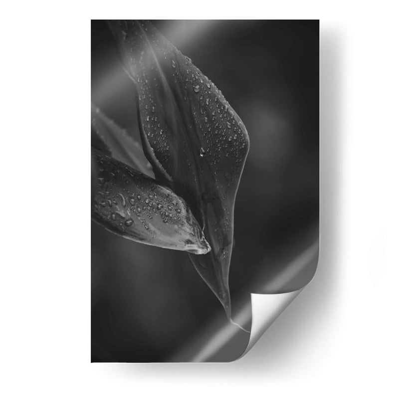 Gotas - De la Rosa | Cuadro decorativo de Canvas Lab