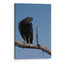 Zopilote - Cuauhtli.foto | Cuadro decorativo de Canvas Lab