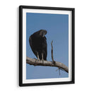 Zopilote - Cuauhtli.foto | Cuadro decorativo de Canvas Lab