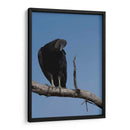 Zopilote - Cuauhtli.foto | Cuadro decorativo de Canvas Lab