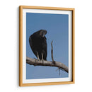 Zopilote - Cuauhtli.foto | Cuadro decorativo de Canvas Lab