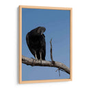 Zopilote - Cuauhtli.foto | Cuadro decorativo de Canvas Lab