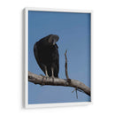 Zopilote - Cuauhtli.foto | Cuadro decorativo de Canvas Lab