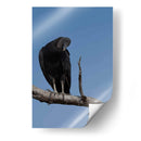 Zopilote - Cuauhtli.foto | Cuadro decorativo de Canvas Lab