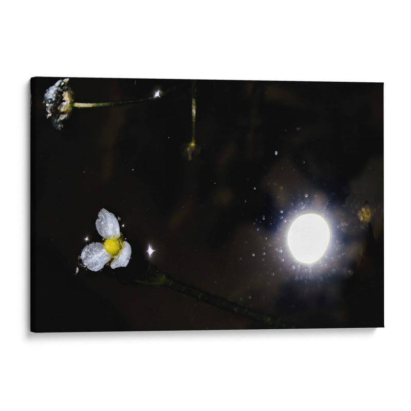 Eclipse de Flores - 2HumanKind | Cuadro decorativo de Canvas Lab