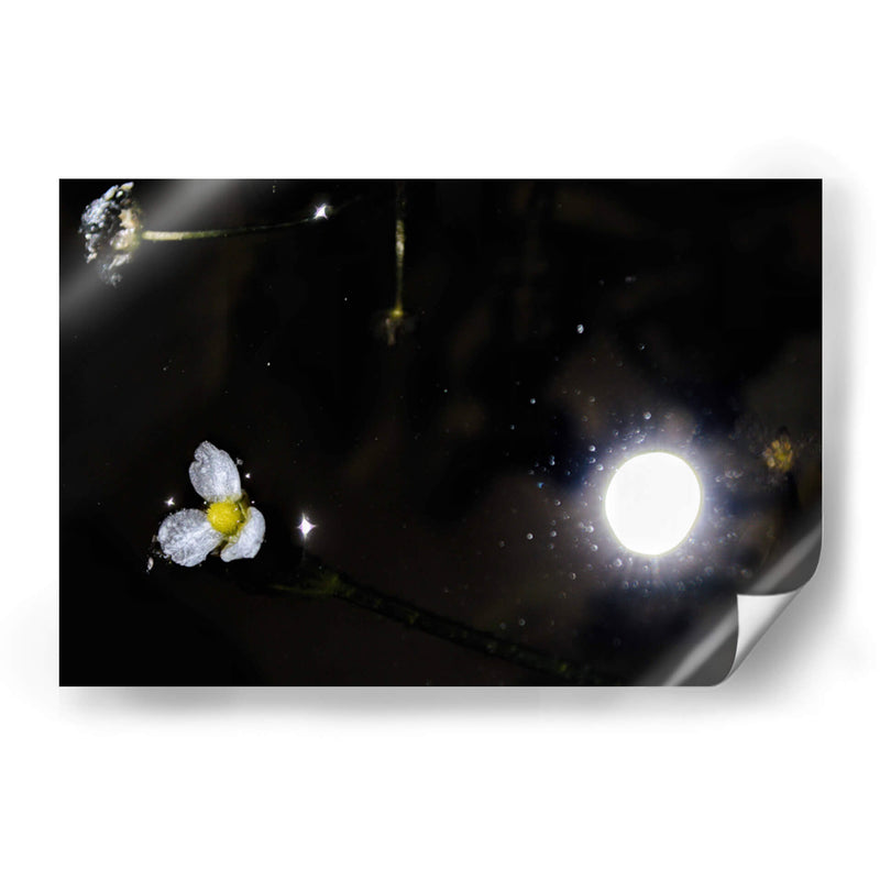 Eclipse de Flores - 2HumanKind | Cuadro decorativo de Canvas Lab