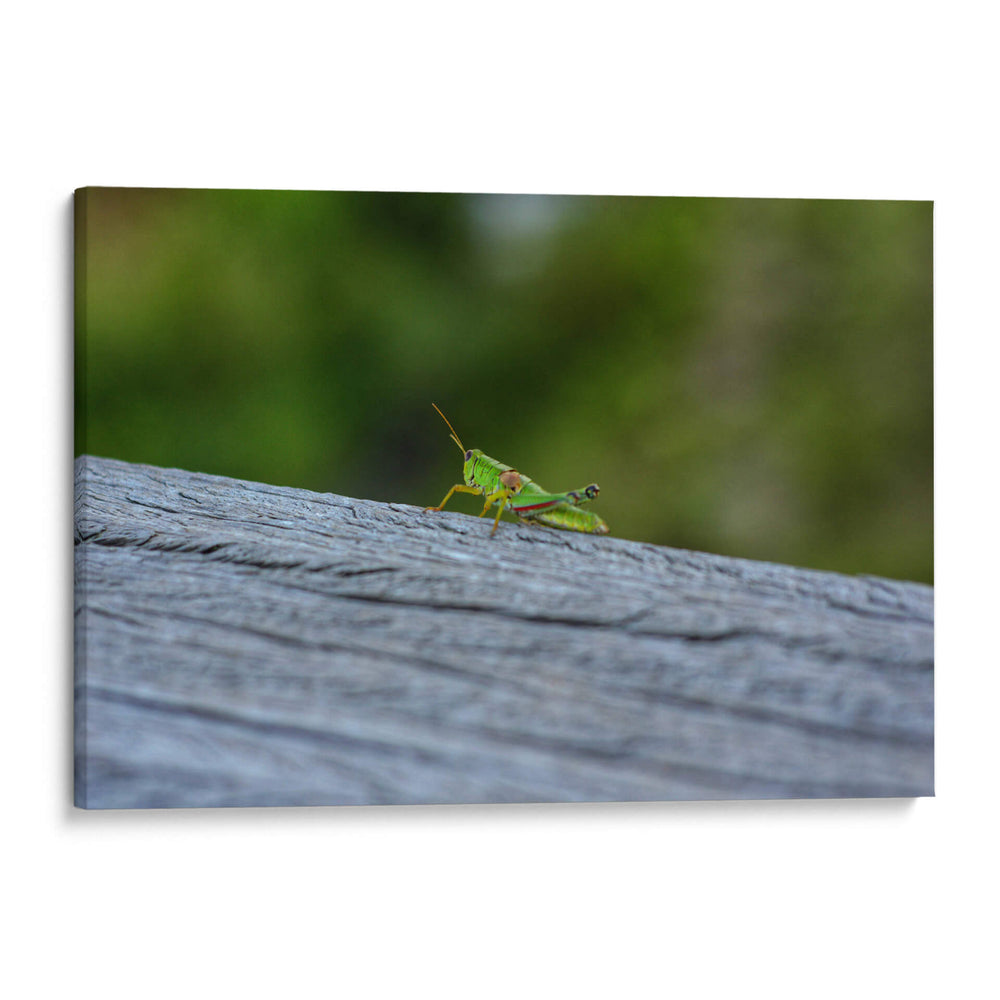 Green Cricket, Iwanai, Hokkaido, 2024 - 2HumanKind | Cuadro decorativo de Canvas Lab