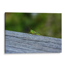 Green Cricket, Iwanai, Hokkaido, 2024 - 2HumanKind | Cuadro decorativo de Canvas Lab