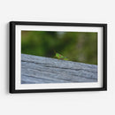 Green Cricket, Iwanai, Hokkaido, 2024 - 2HumanKind | Cuadro decorativo de Canvas Lab