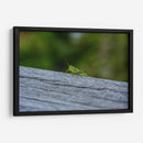 Green Cricket, Iwanai, Hokkaido, 2024 - 2HumanKind | Cuadro decorativo de Canvas Lab