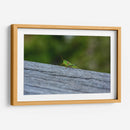 Green Cricket, Iwanai, Hokkaido, 2024 - 2HumanKind | Cuadro decorativo de Canvas Lab