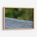 Green Cricket, Iwanai, Hokkaido, 2024 - 2HumanKind | Cuadro decorativo de Canvas Lab