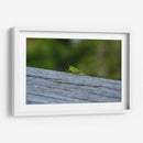 Green Cricket, Iwanai, Hokkaido, 2024 - 2HumanKind | Cuadro decorativo de Canvas Lab