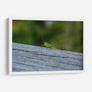 Green Cricket, Iwanai, Hokkaido, 2024 - 2HumanKind | Cuadro decorativo de Canvas Lab