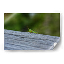 Green Cricket, Iwanai, Hokkaido, 2024 - 2HumanKind | Cuadro decorativo de Canvas Lab