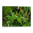 Bambú - 2HumanKind | Cuadro decorativo de Canvas Lab