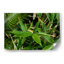 Bambú - 2HumanKind | Cuadro decorativo de Canvas Lab
