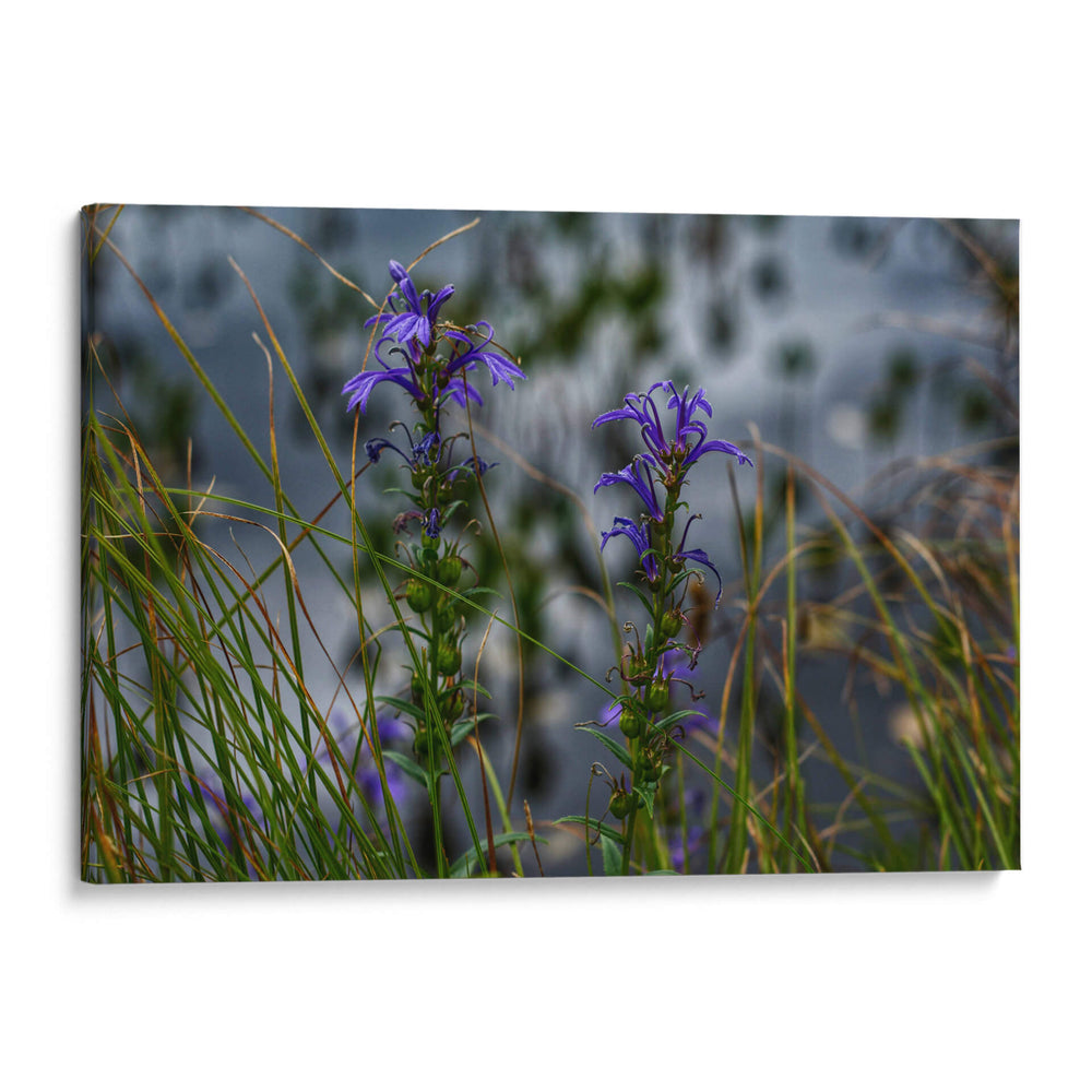 Water Lillies - 2HumanKind | Cuadro decorativo de Canvas Lab