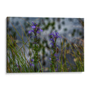 Water Lillies - 2HumanKind | Cuadro decorativo de Canvas Lab